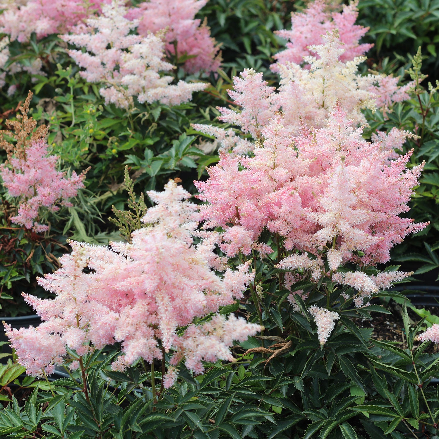 Younique Silvery Pink False Spirea