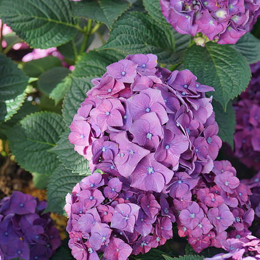 Let's Dance Big Band® Reblooming Hydrangea