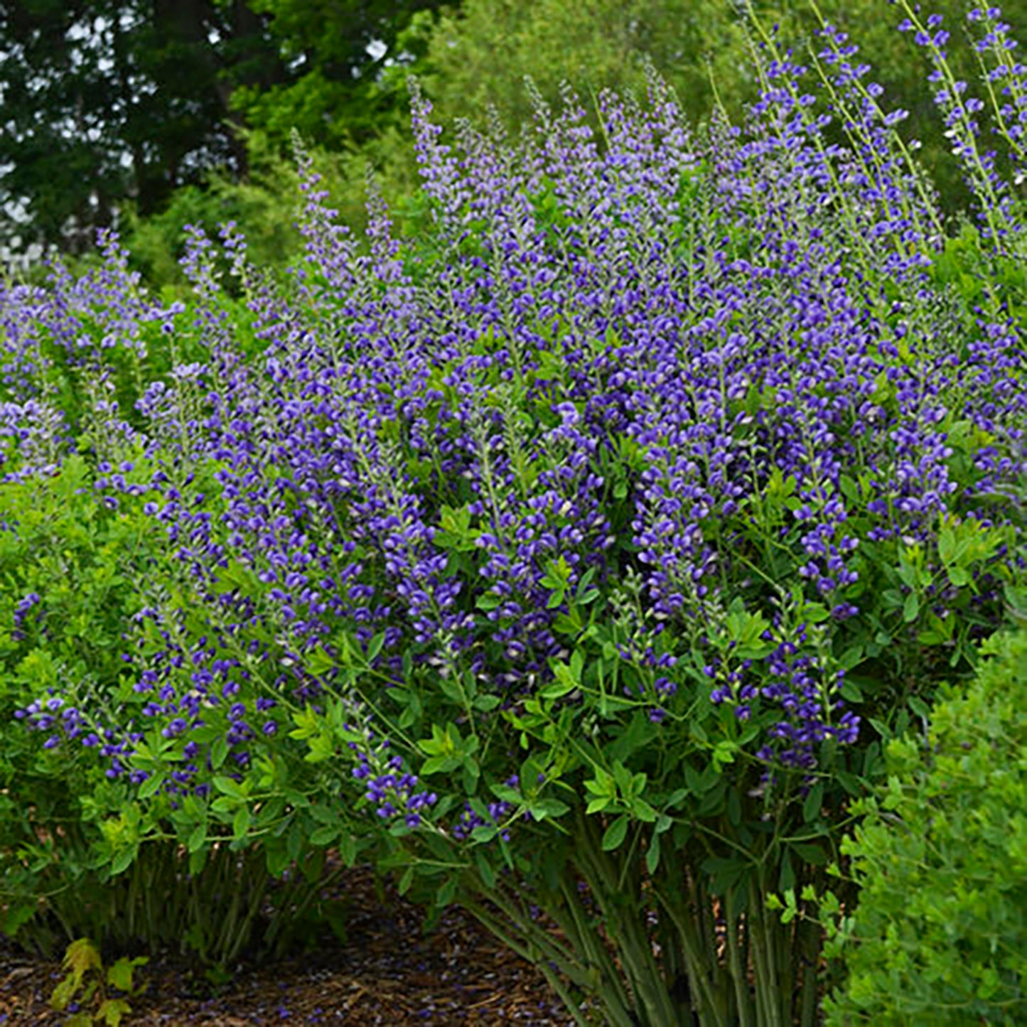 Blueberry Sundae False Indigo