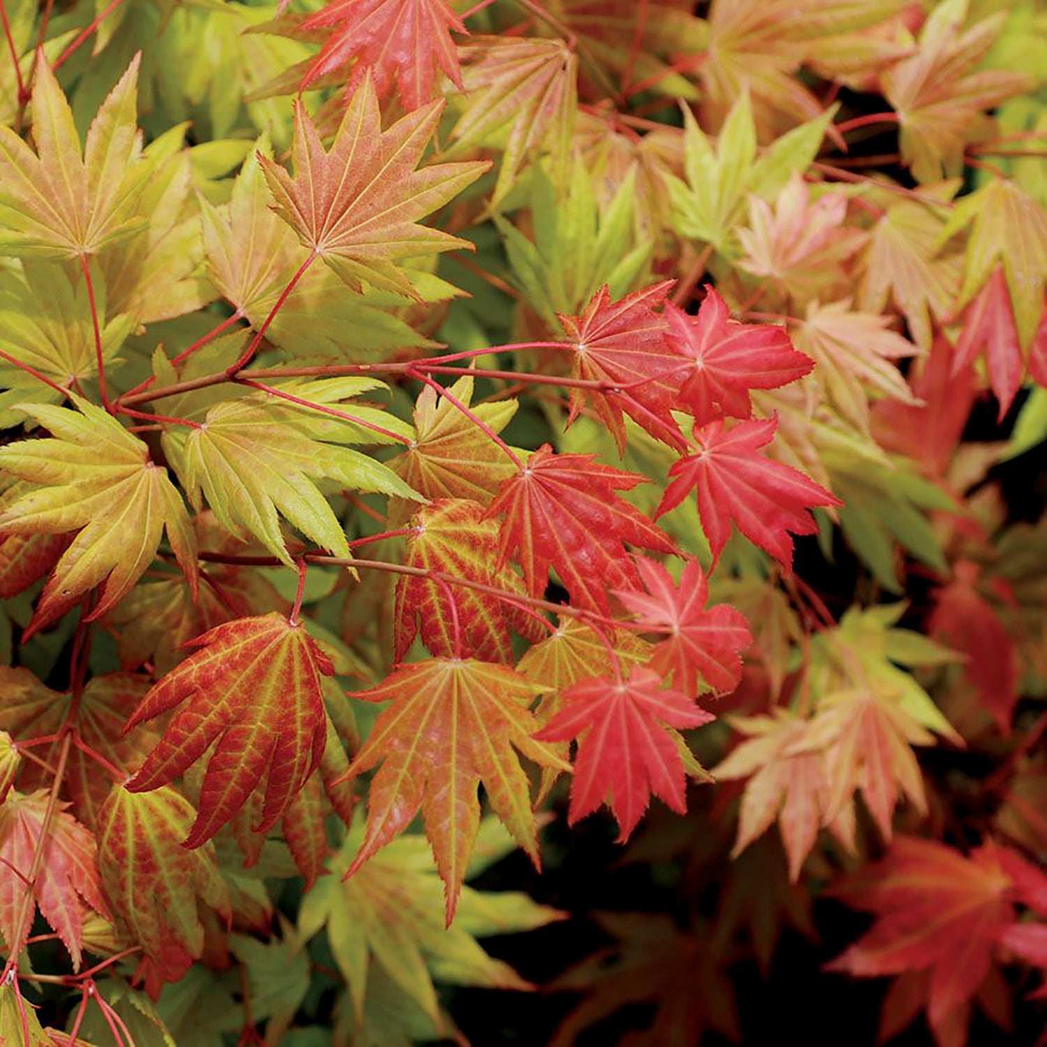Moonrise Japanese Maple