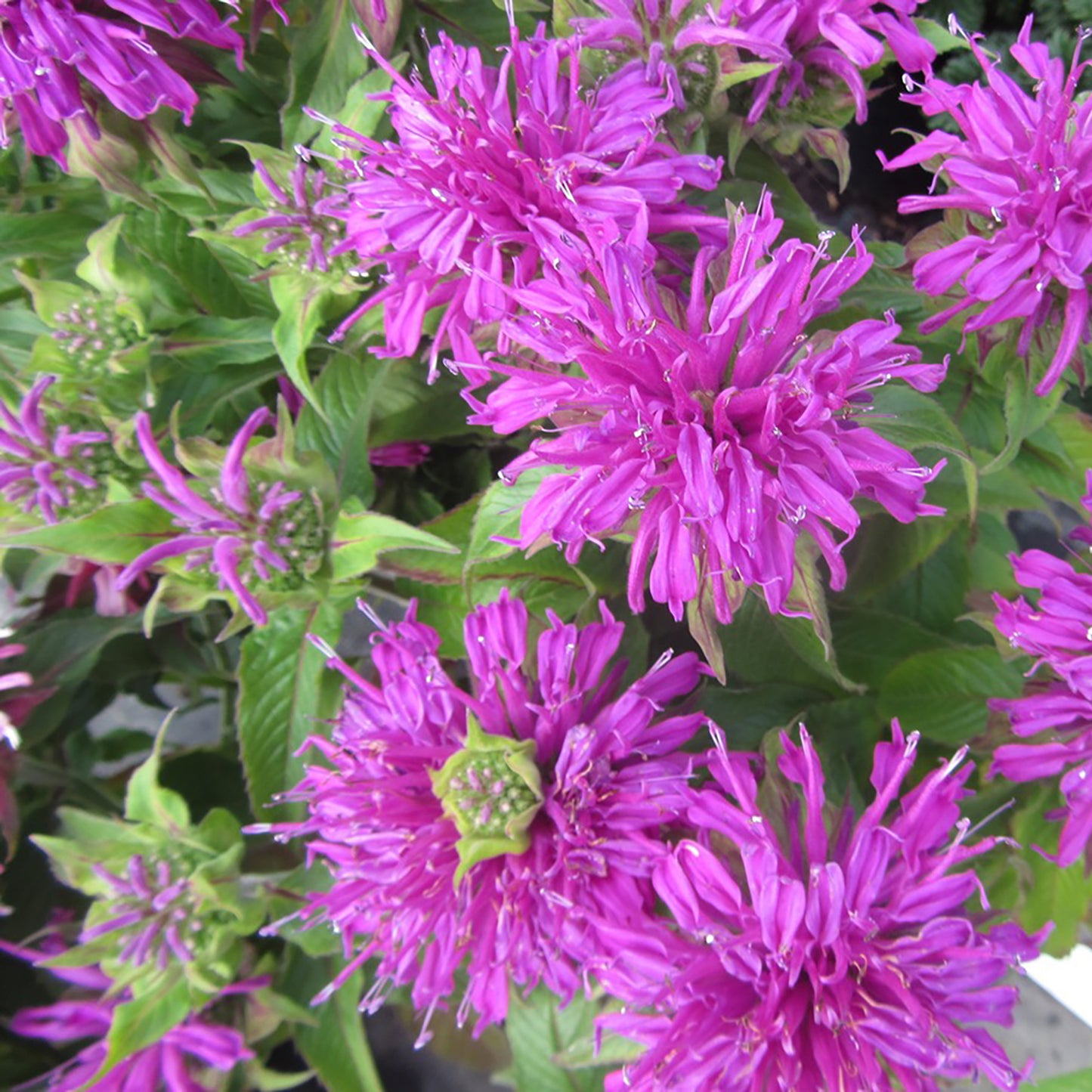 Lilac Bee Balm