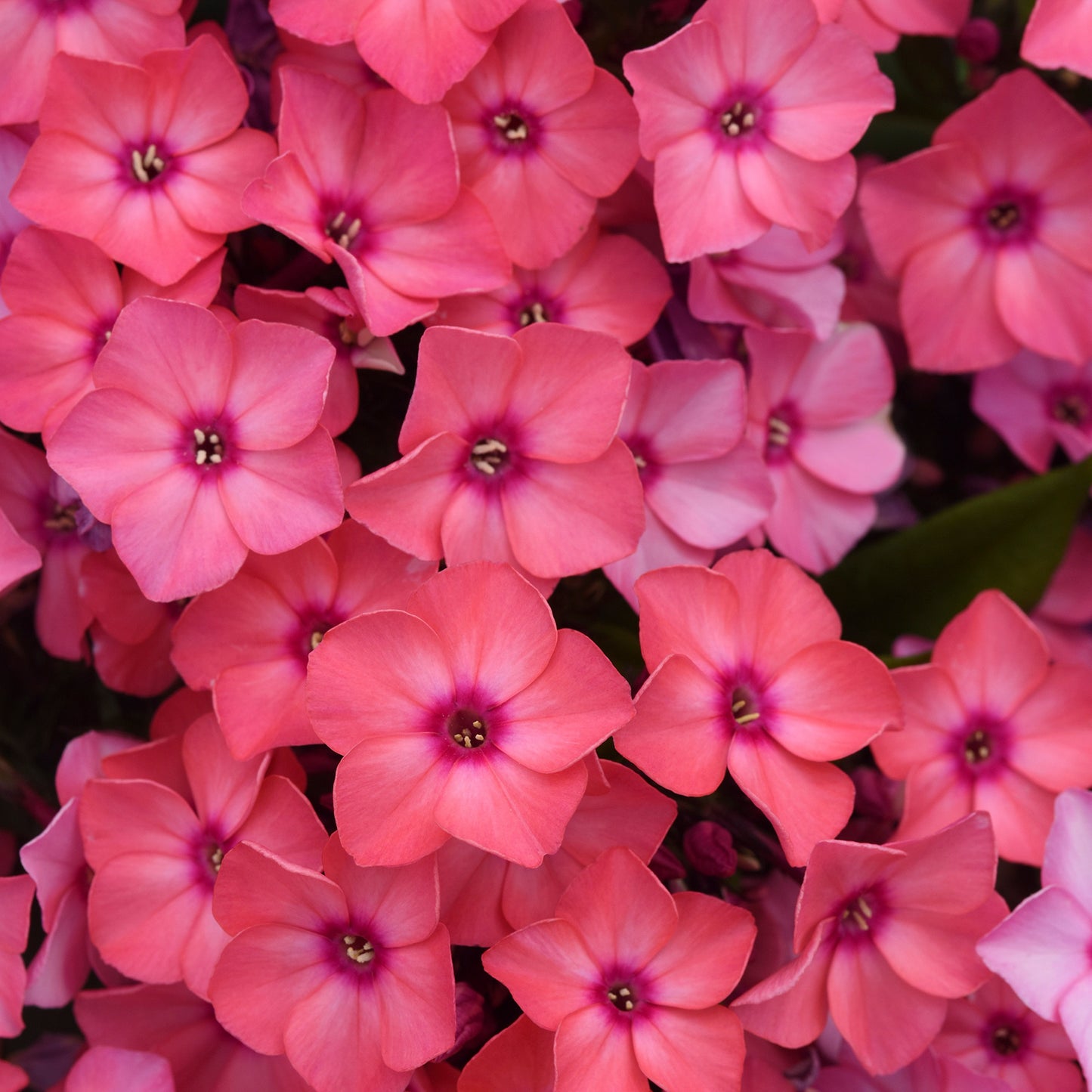 Coral Summer Phlox