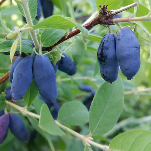 Willa Honeyberry
