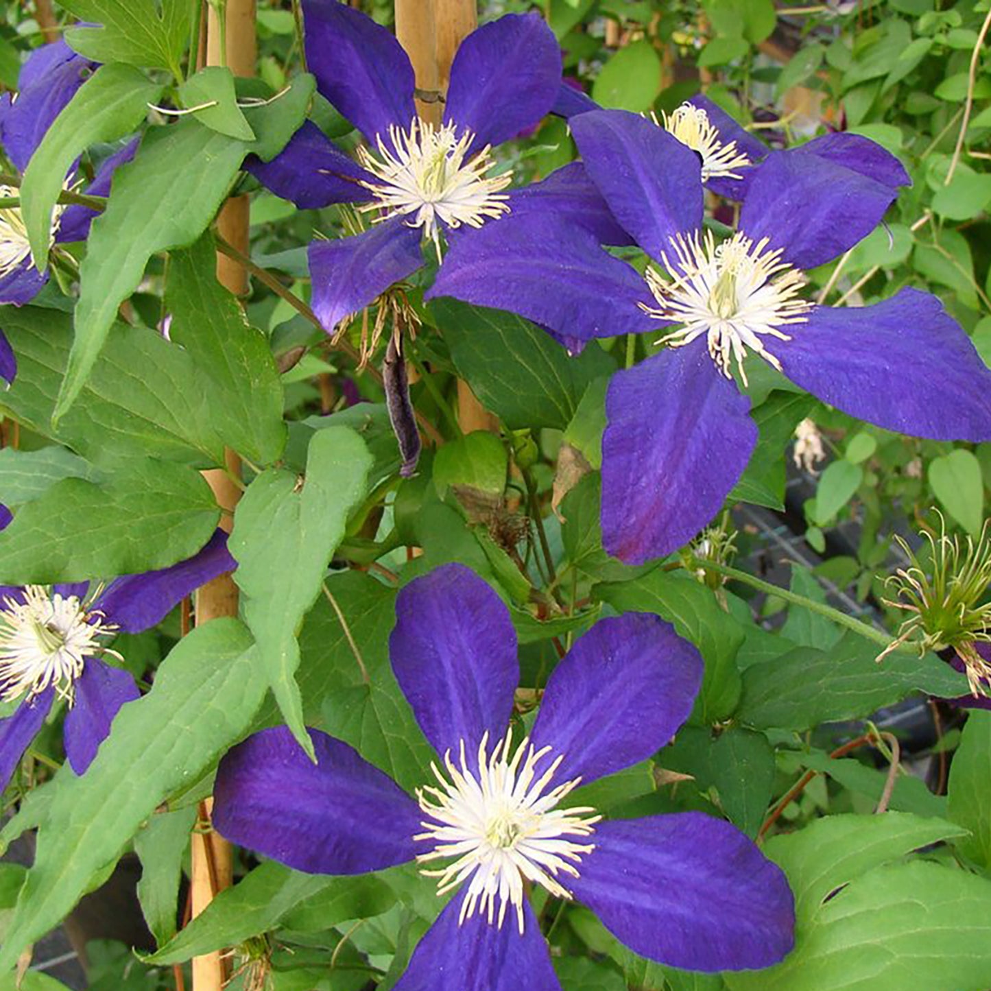 The Vagabond Clematis