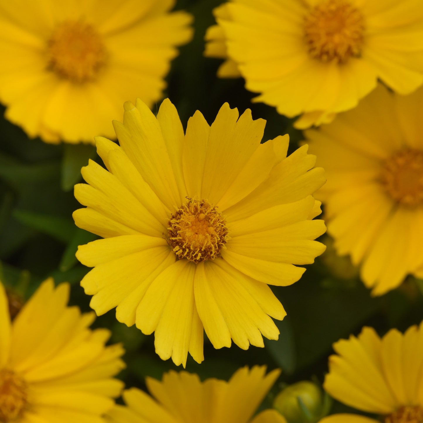 Gold Tickseed