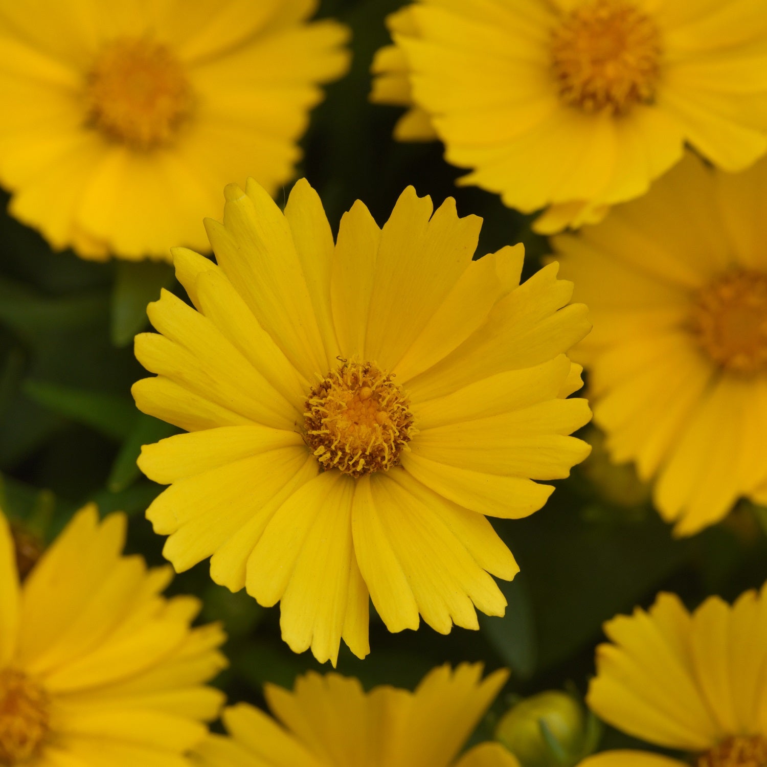 Gold Tickseed
