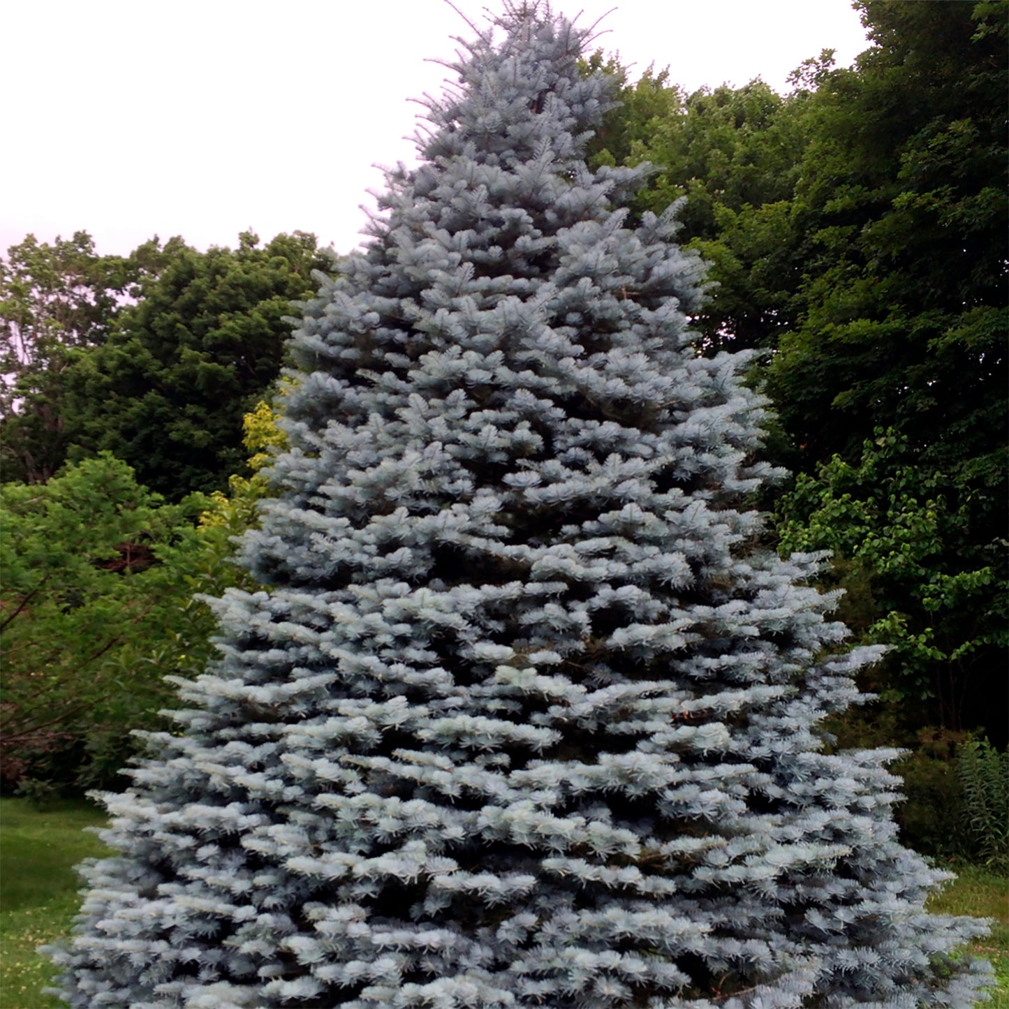 Silver Fir