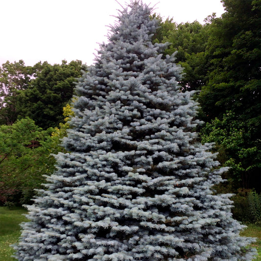 Silver Fir