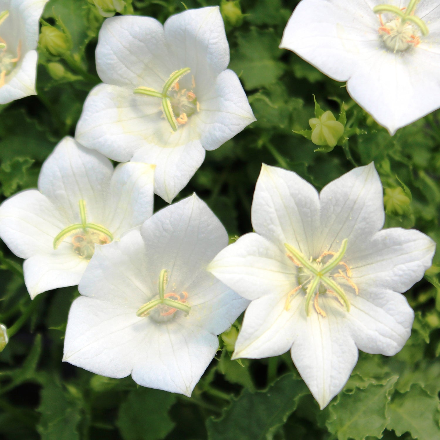 Rapido White Bellflower