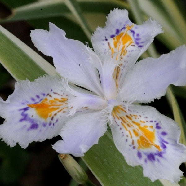 Aphrodite Iris