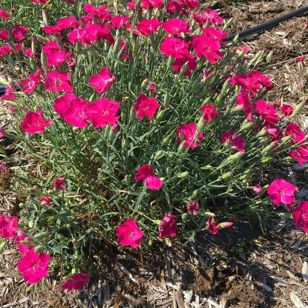 Rock Ruby Pinks