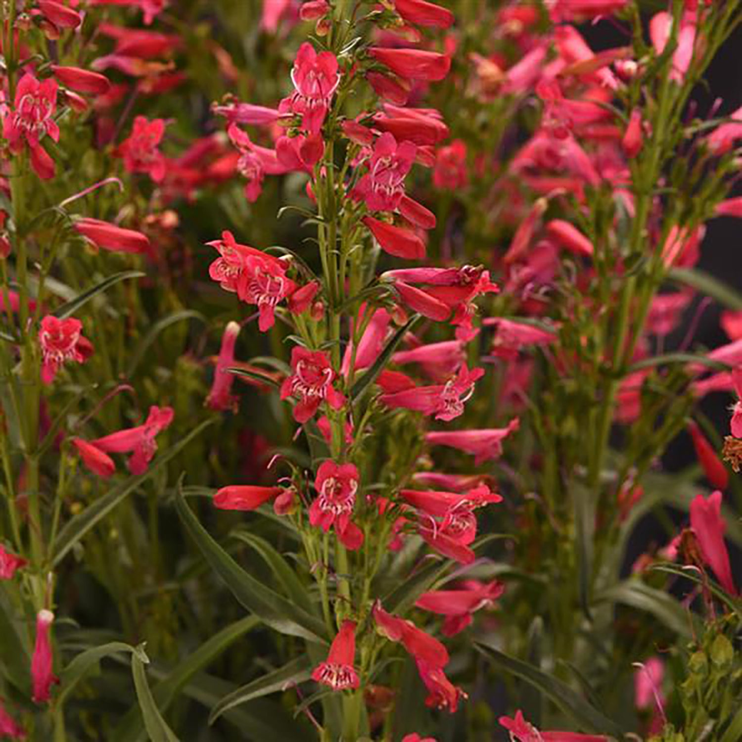 Summit Sweets Ruby Beardtongue