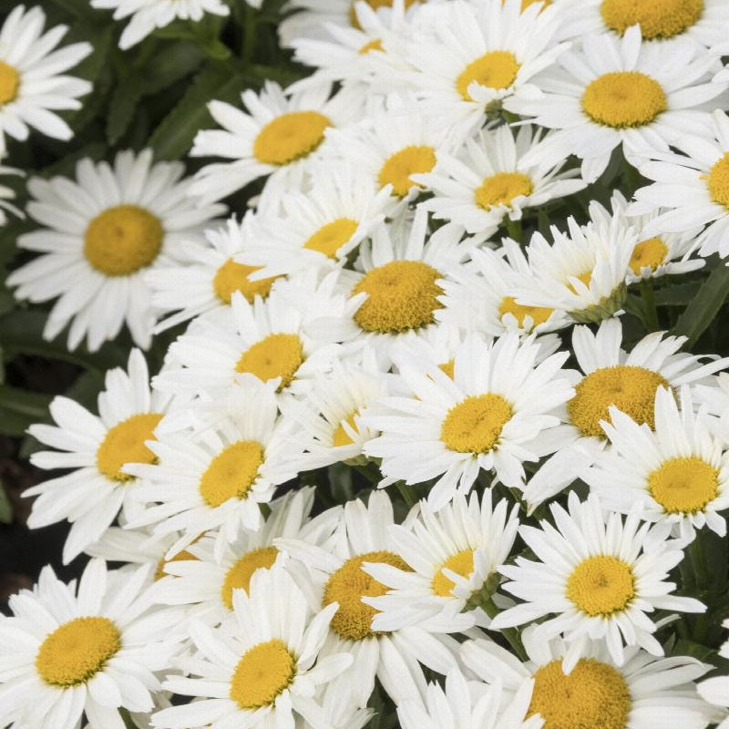 Shortstop Shasta Daisy