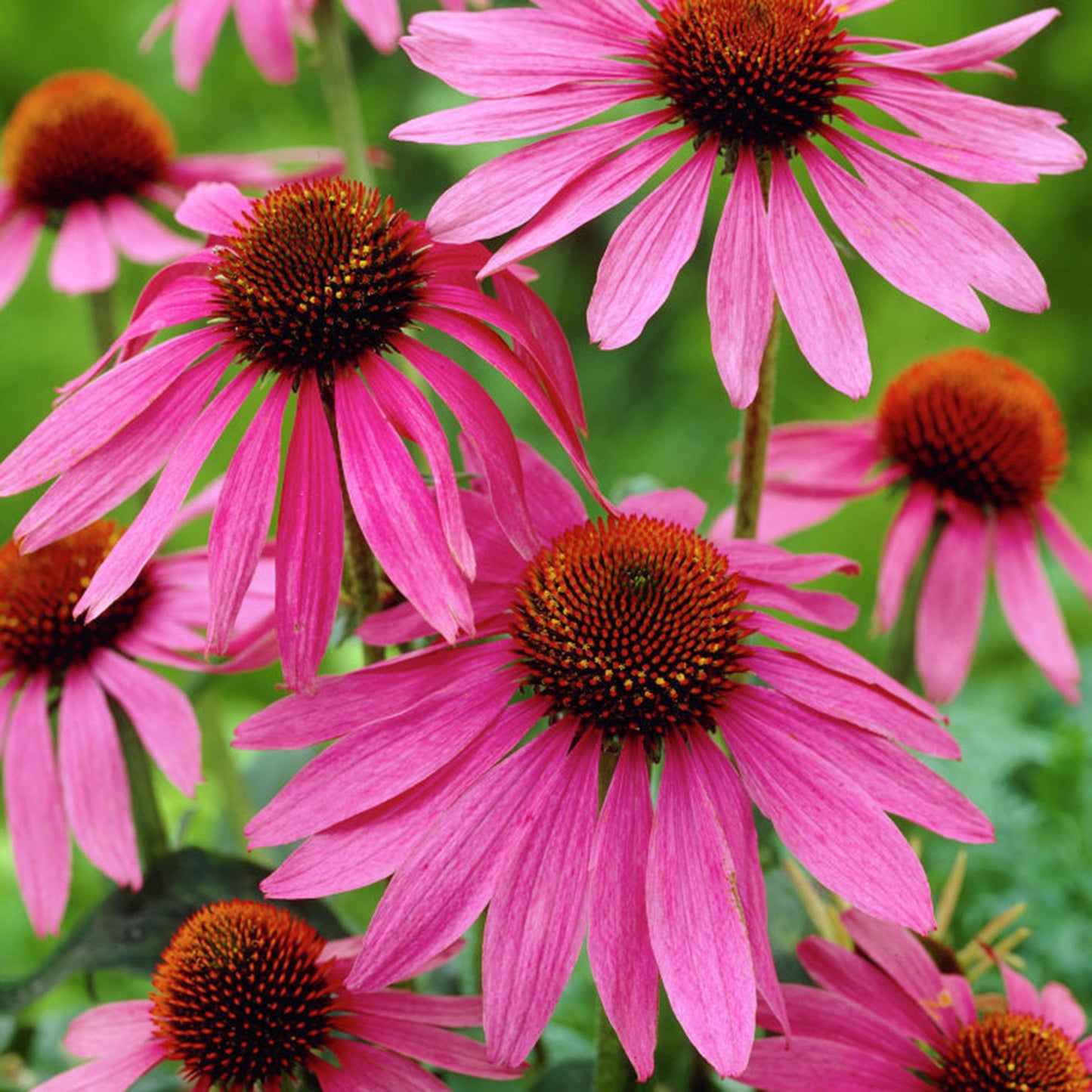 Magnus Superior Coneflower