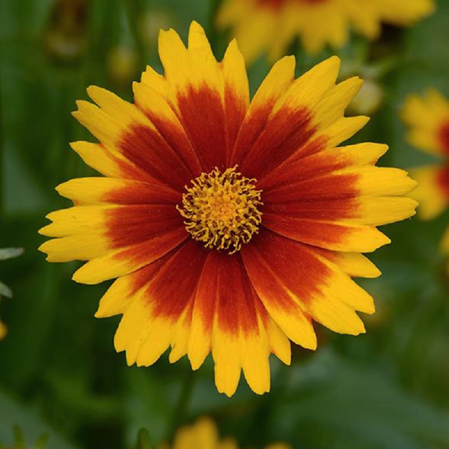 Gold & Bronze Tickseed