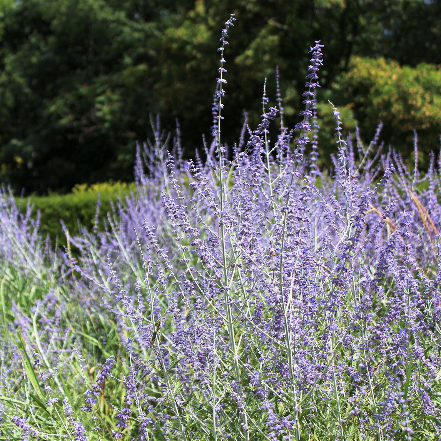 Russian Sage