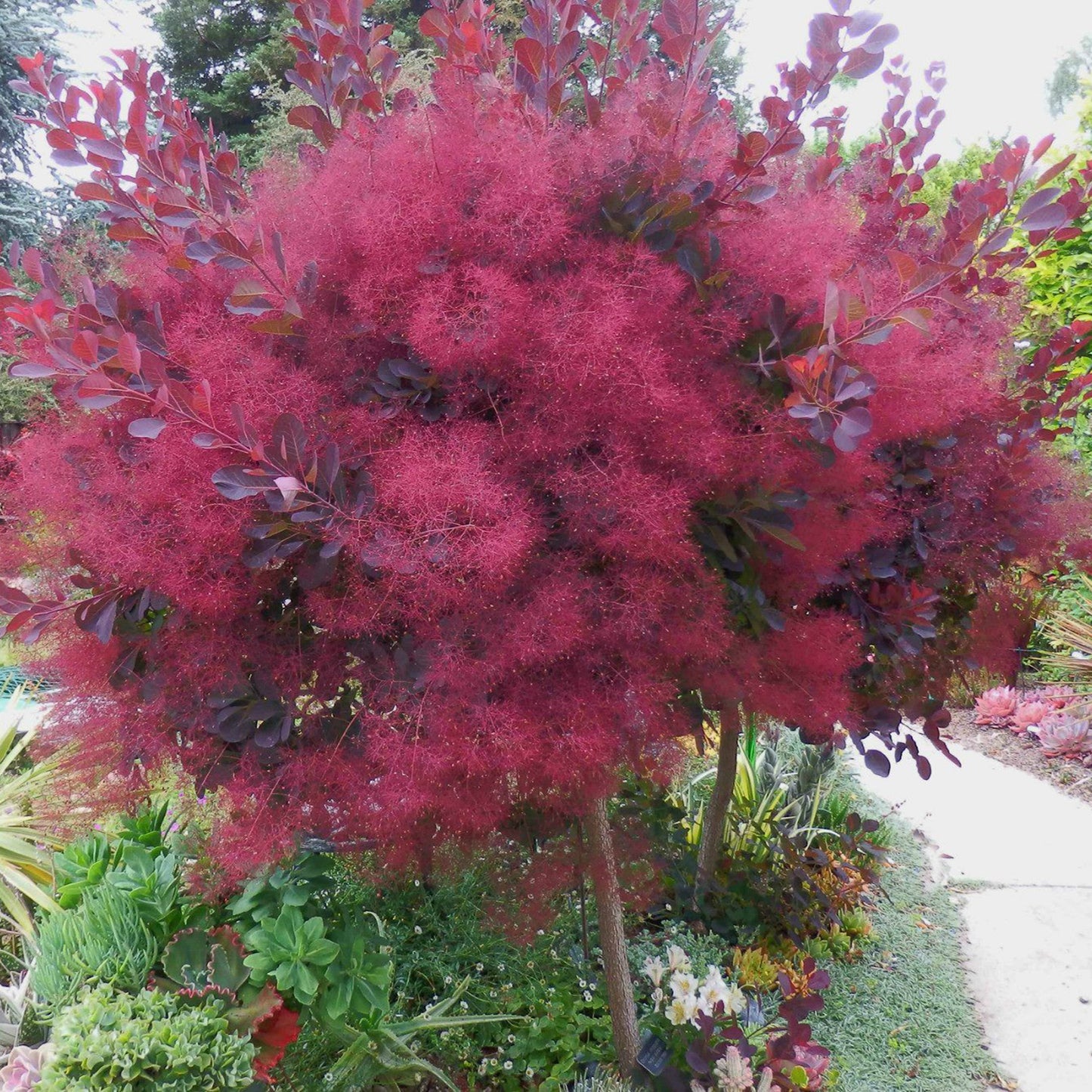 Dusky Maiden Smoke Tree