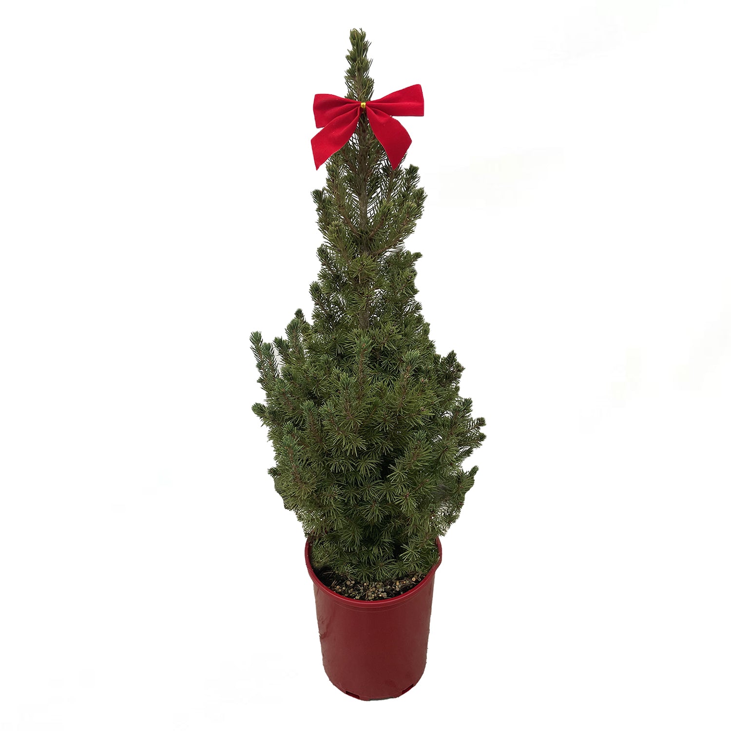 Dwarf Alberta Spruce