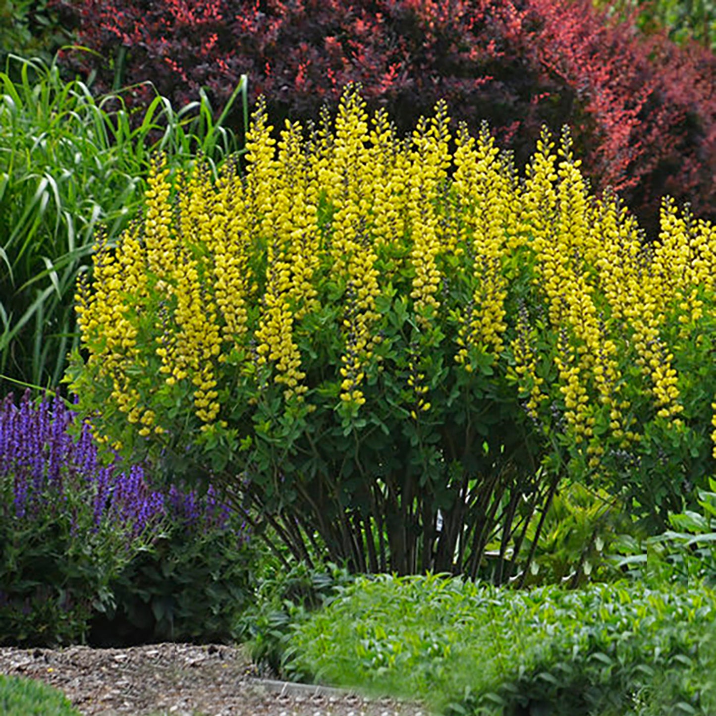 Lemon Meringue False Indigo