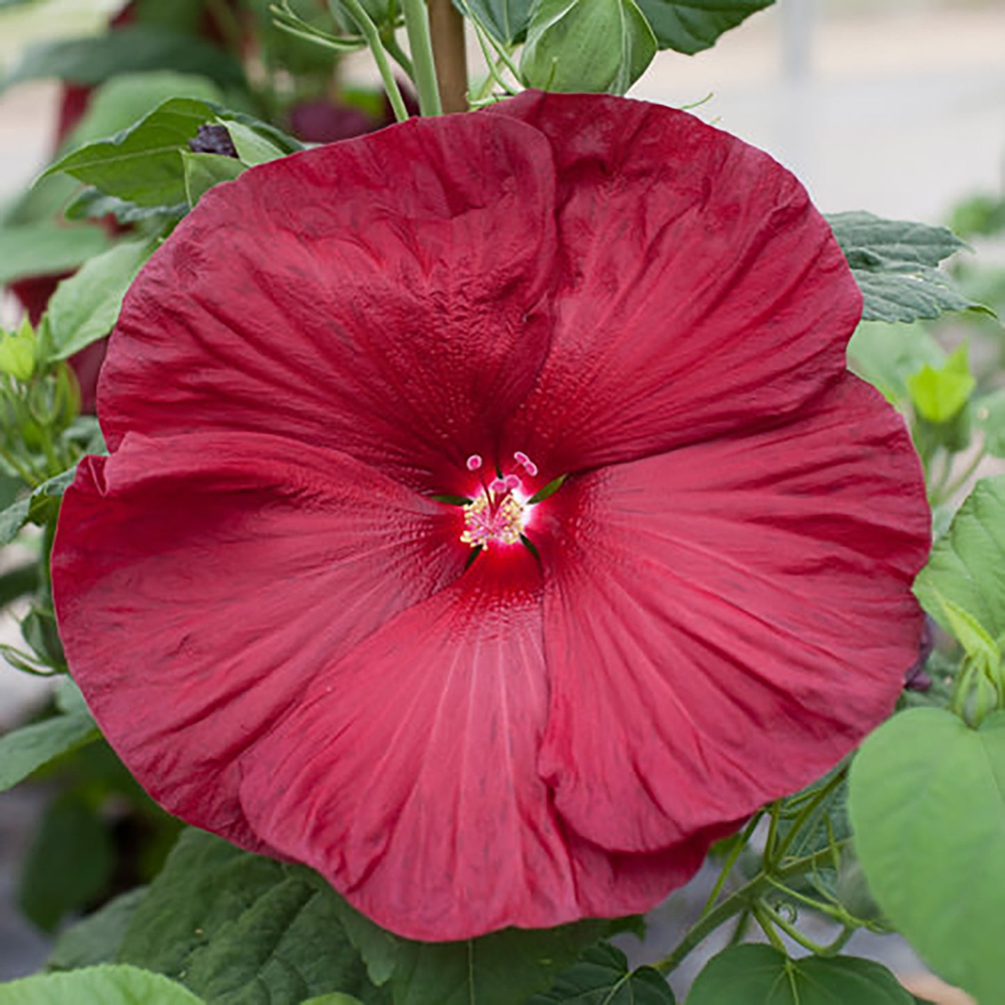 Luna Red Rose Mallow