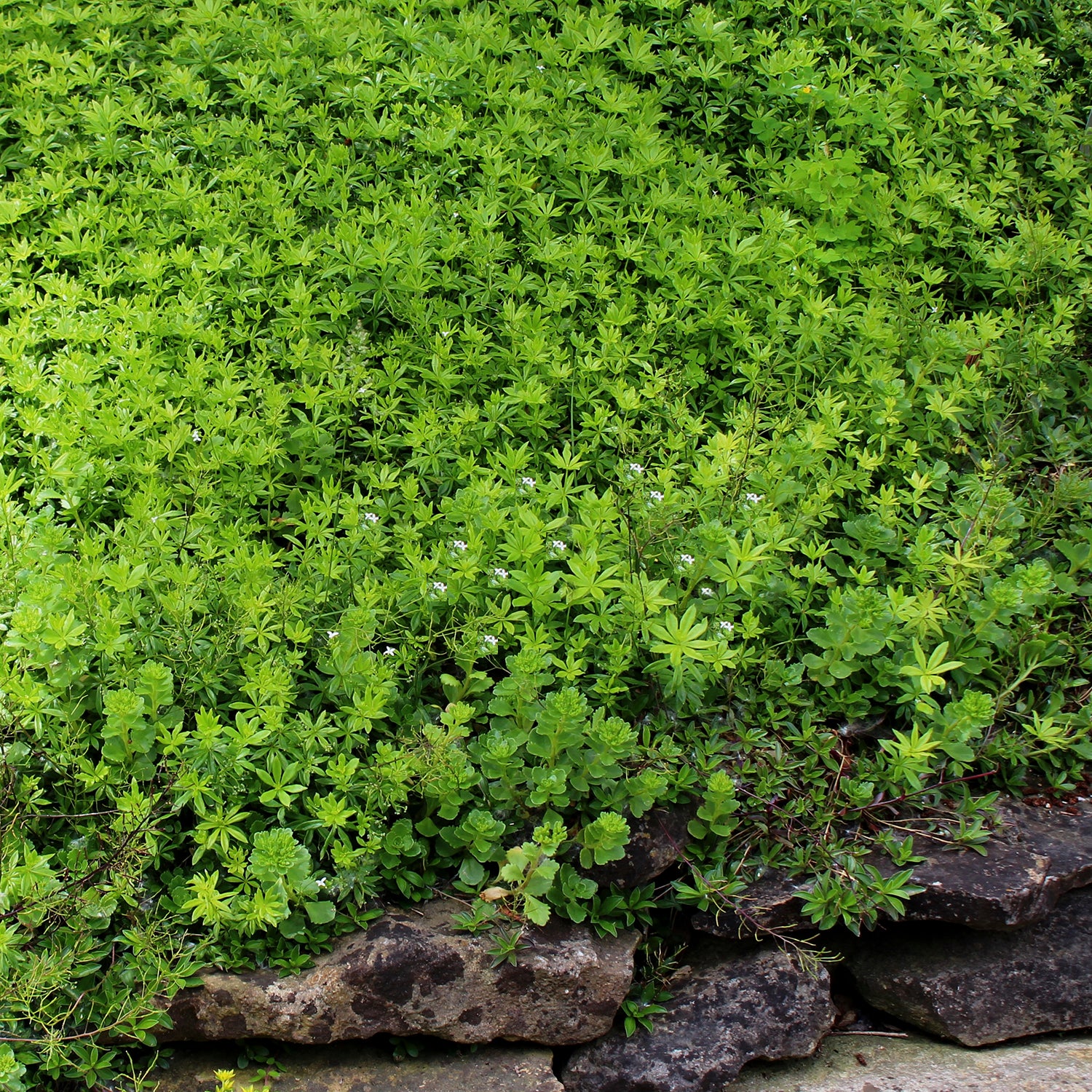 Sweet Woodruff