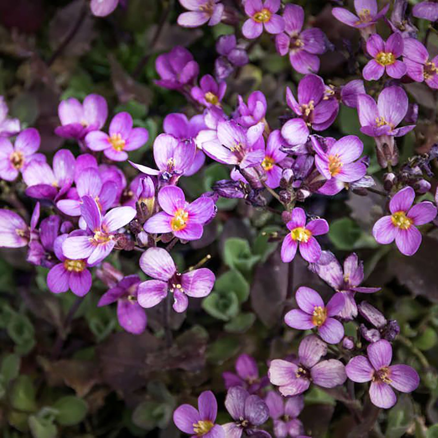 Pink Wall Cress