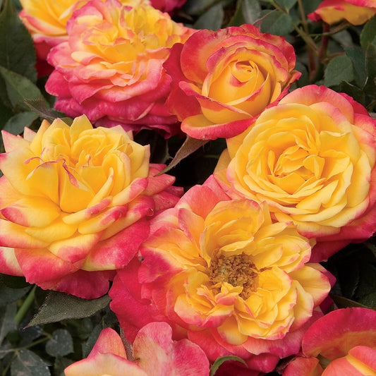 Sunblaze® Rainbow Miniature Rose