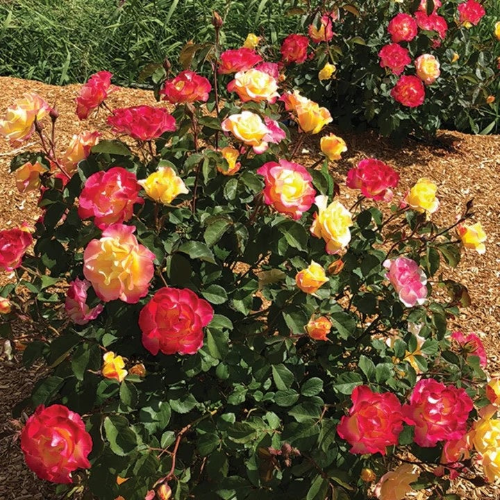 Gumball Goody™ Shrub Rose