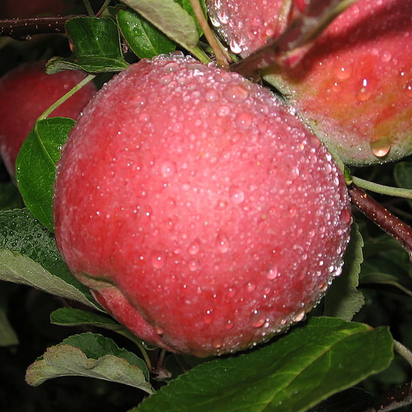 Macoun Apple Tree