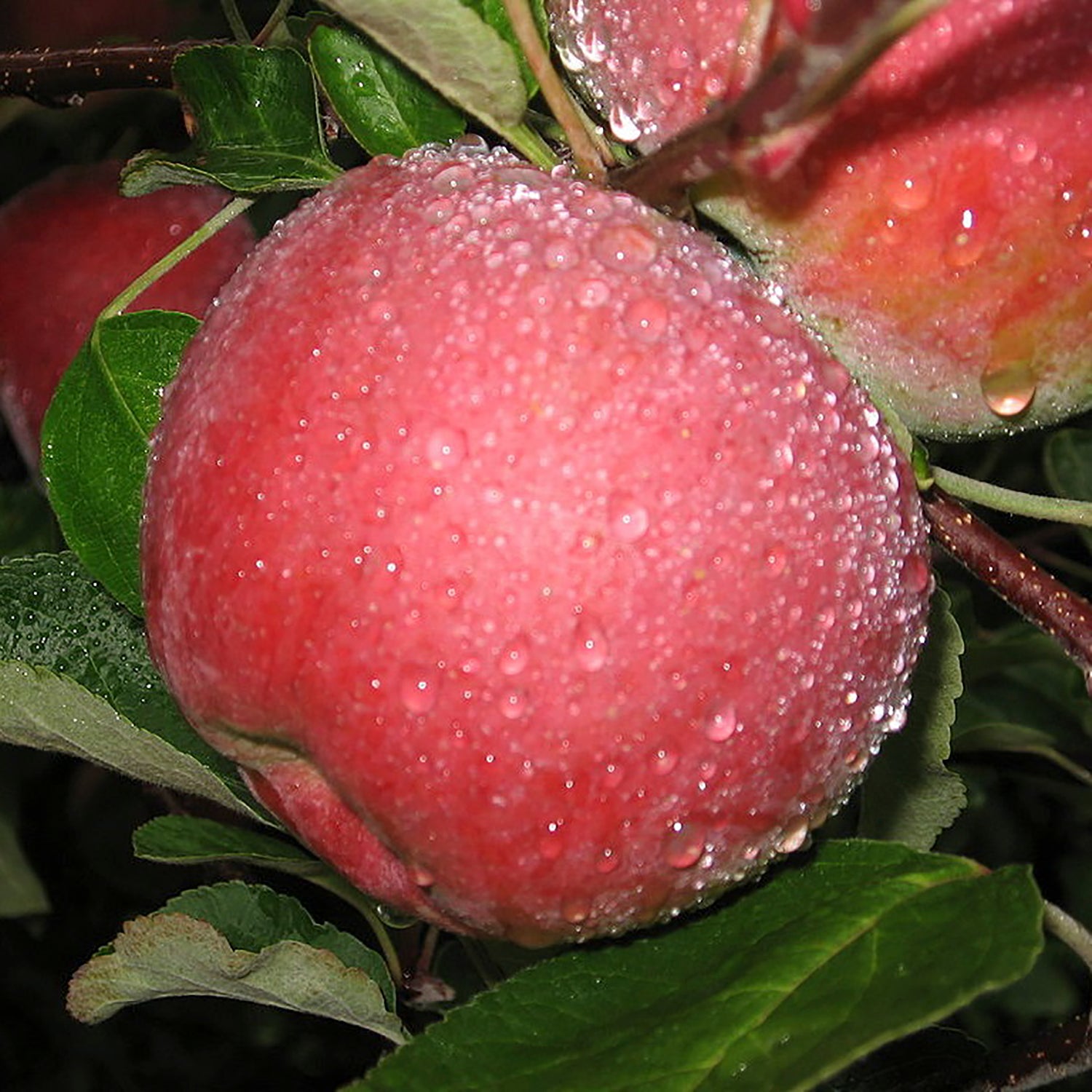 Macoun Apple Tree
