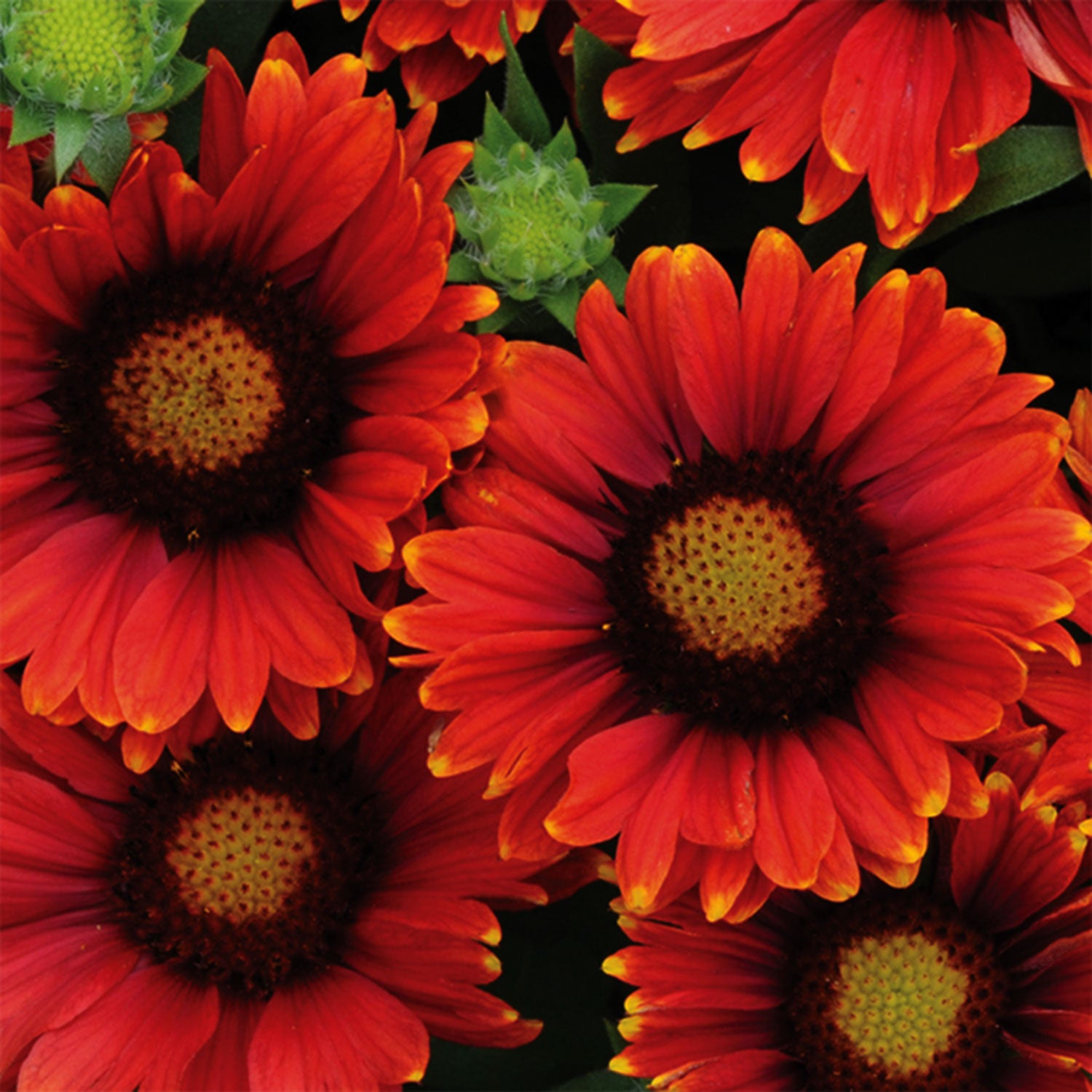 Arizona Red Shades Blanket Flower