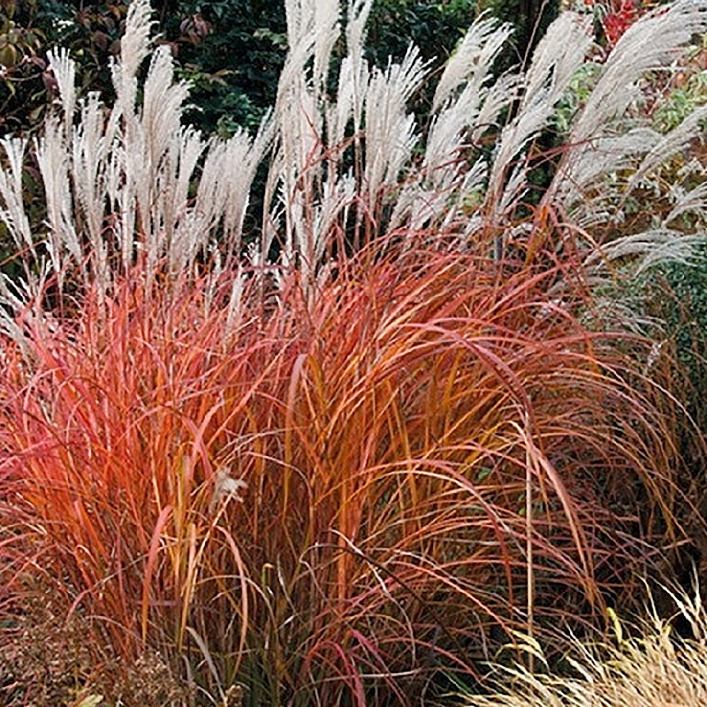 Fire Dragon Silver Grass