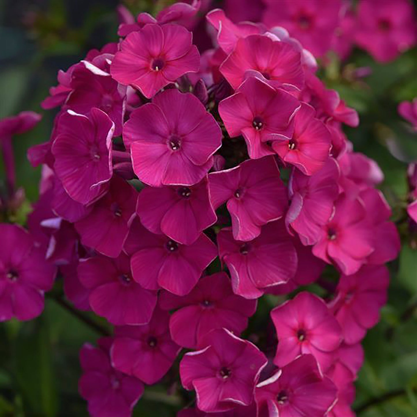 Fuchsia Phlox