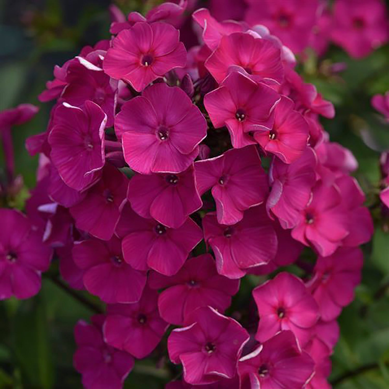 Fuchsia Phlox