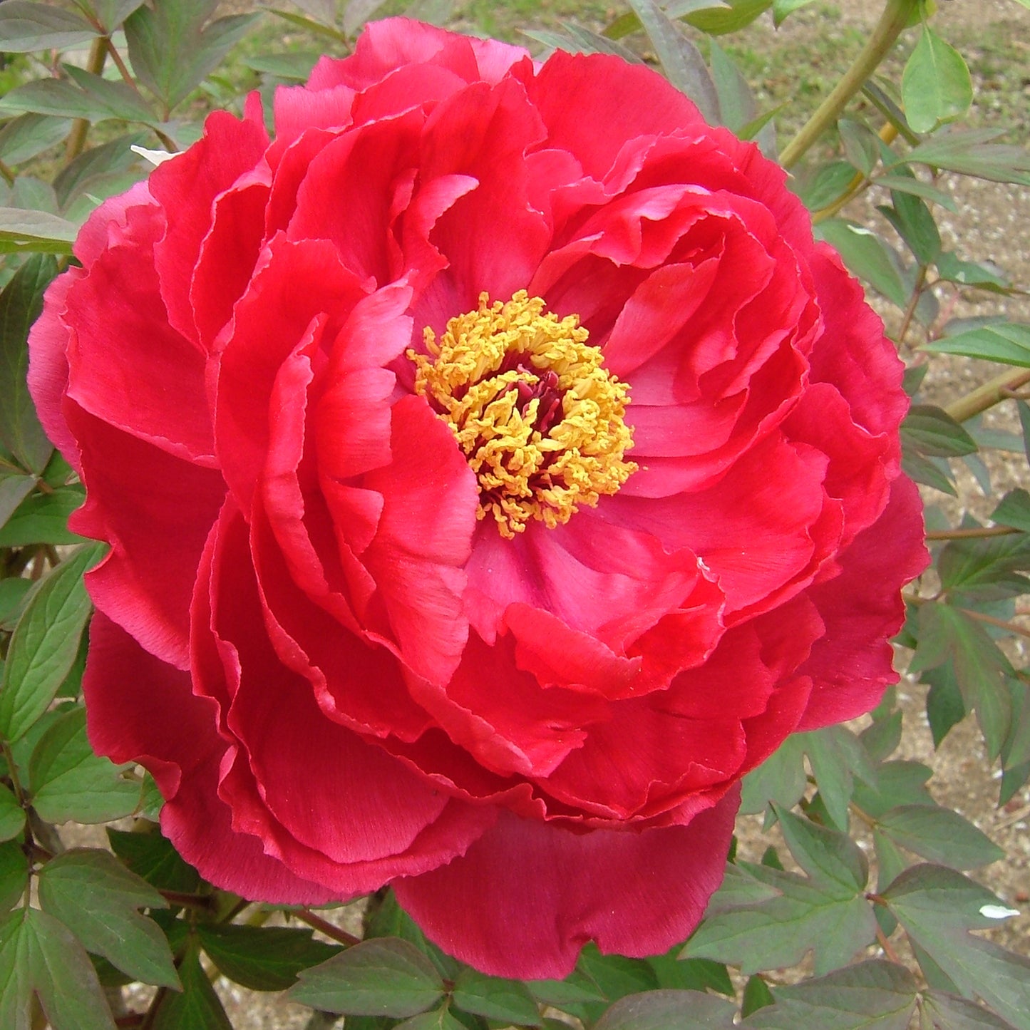 Shima Nishiki Tree Peony