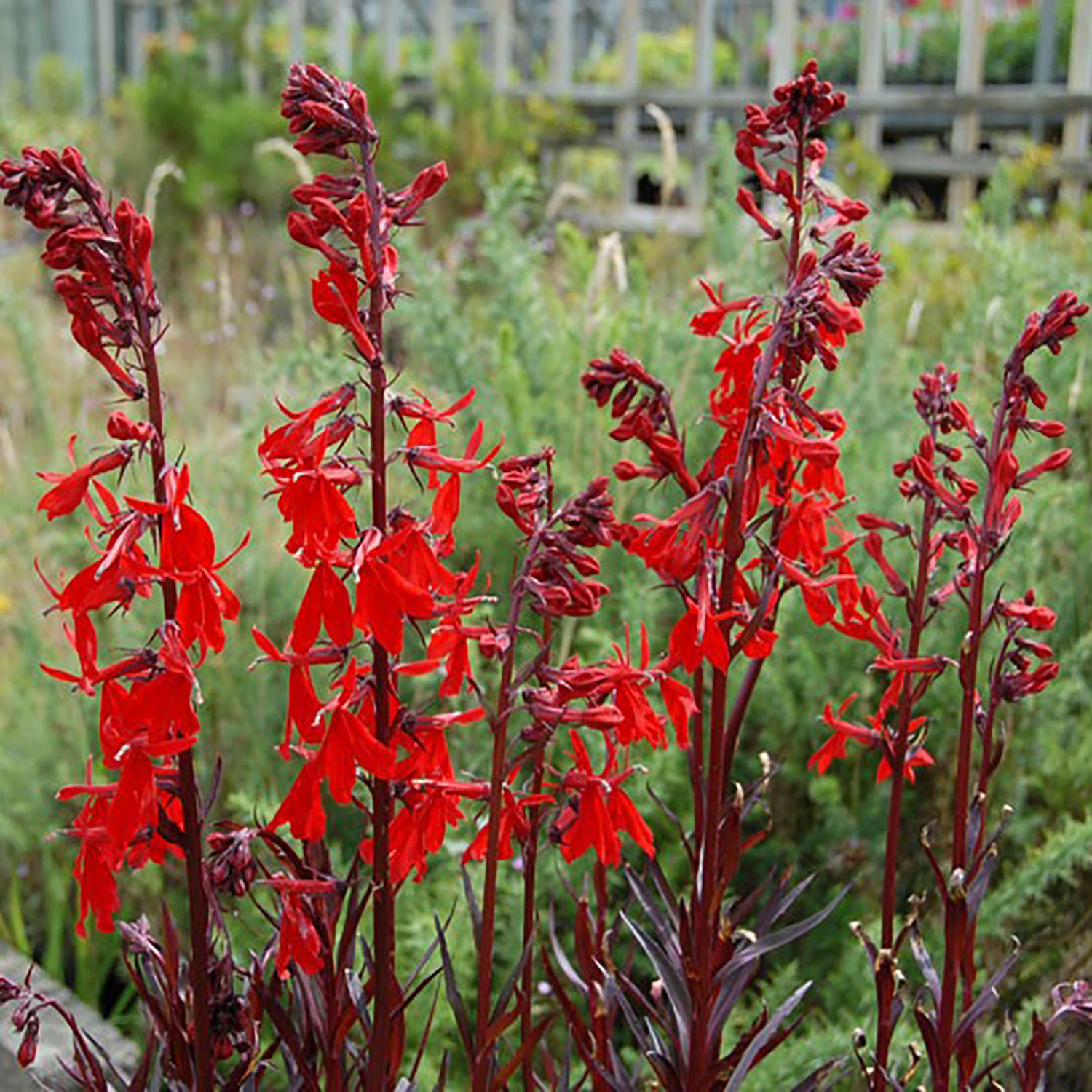 Queen Victoria Lobelia