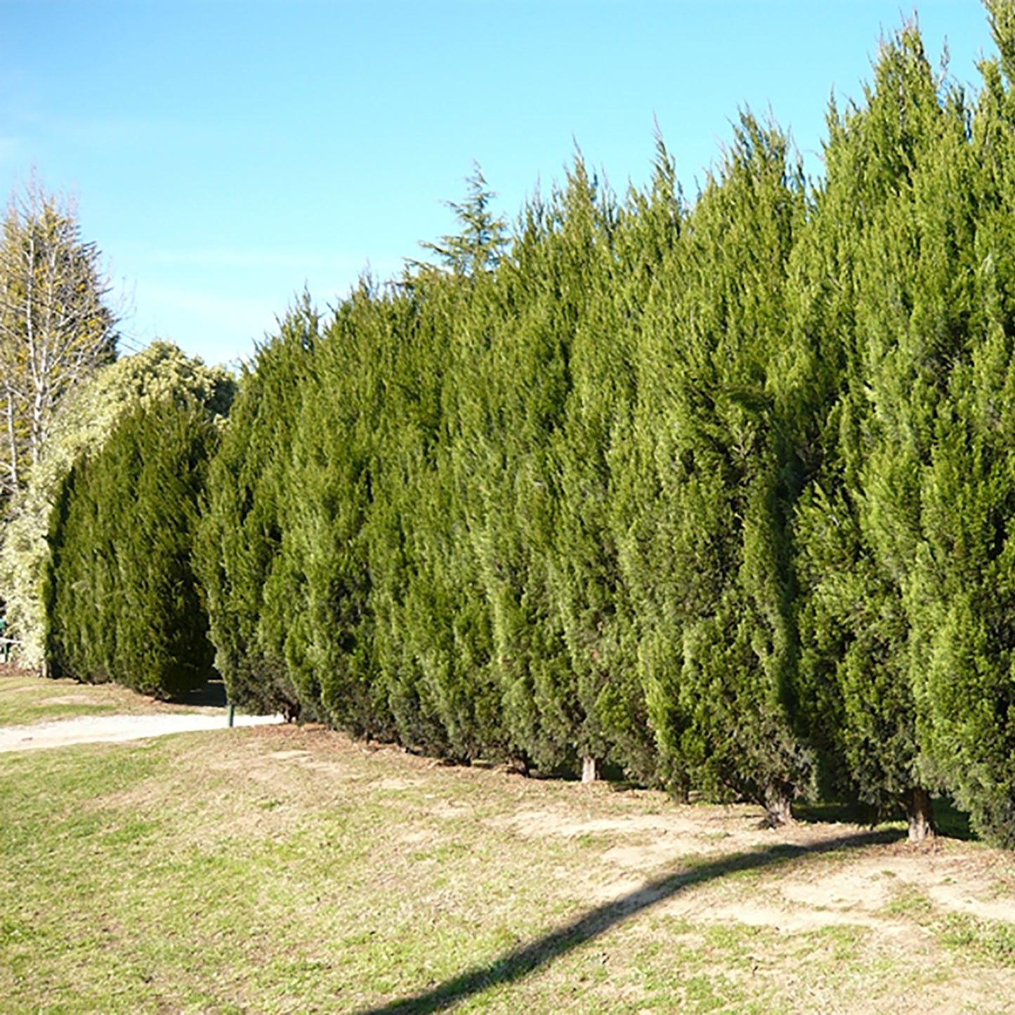 Spartan Juniper