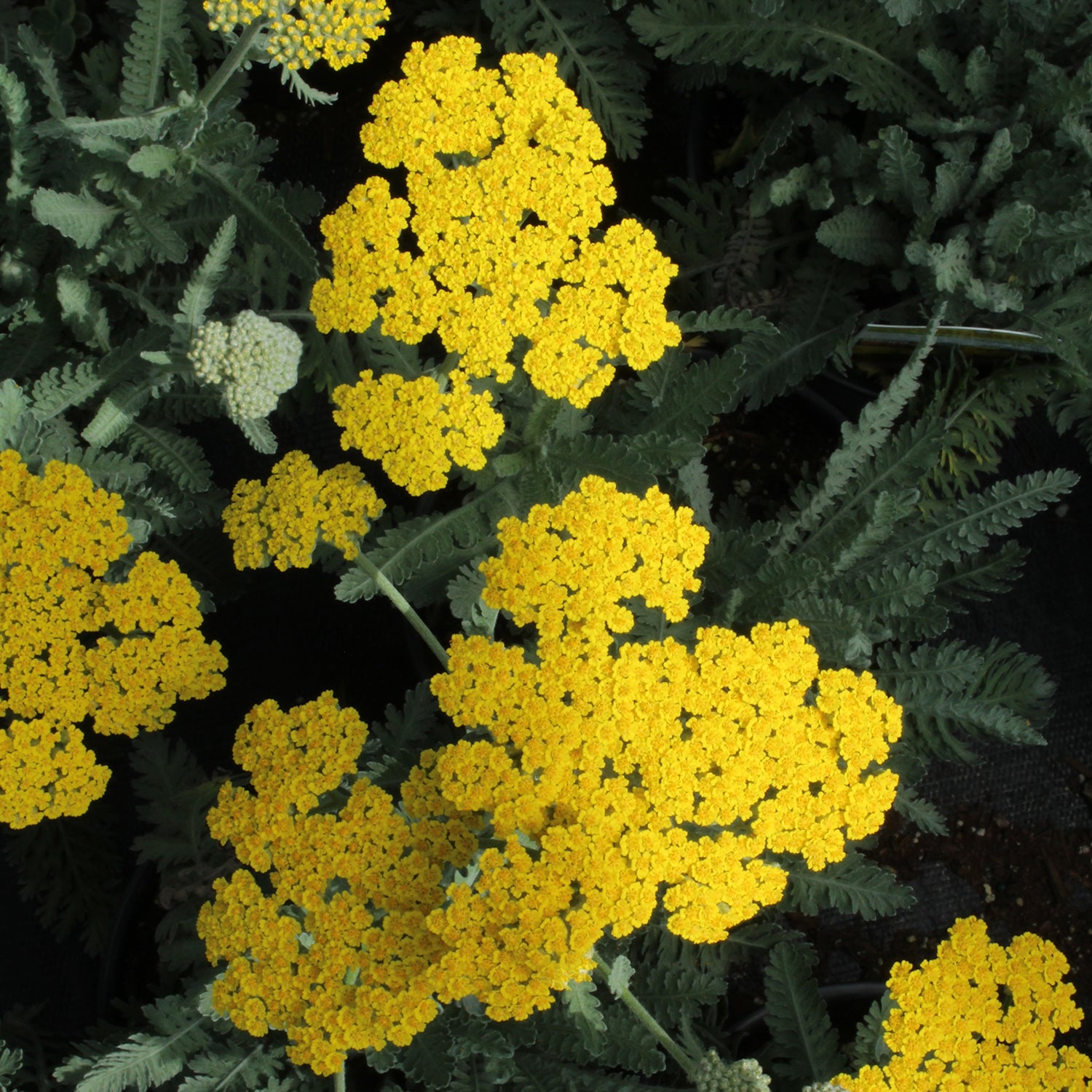 Moonshine Yarrow
