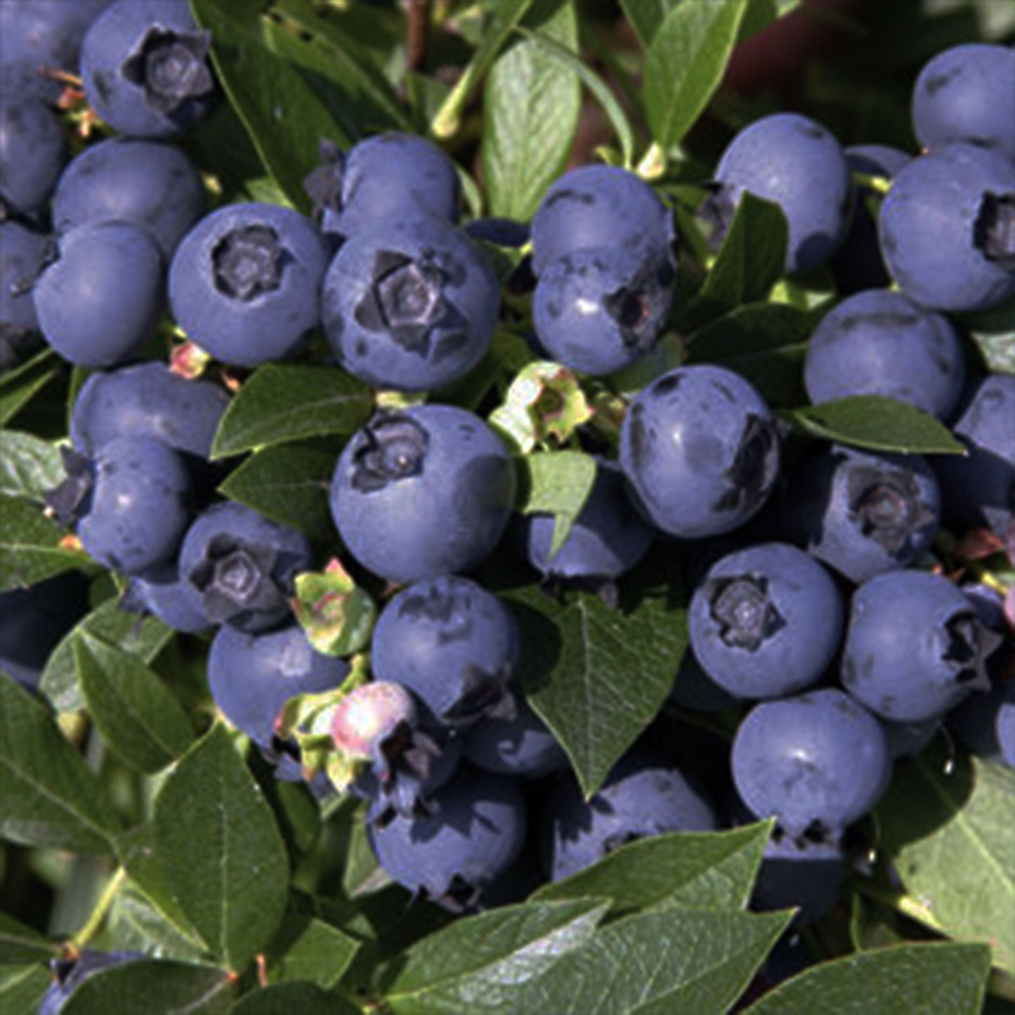 North Country Blueberry