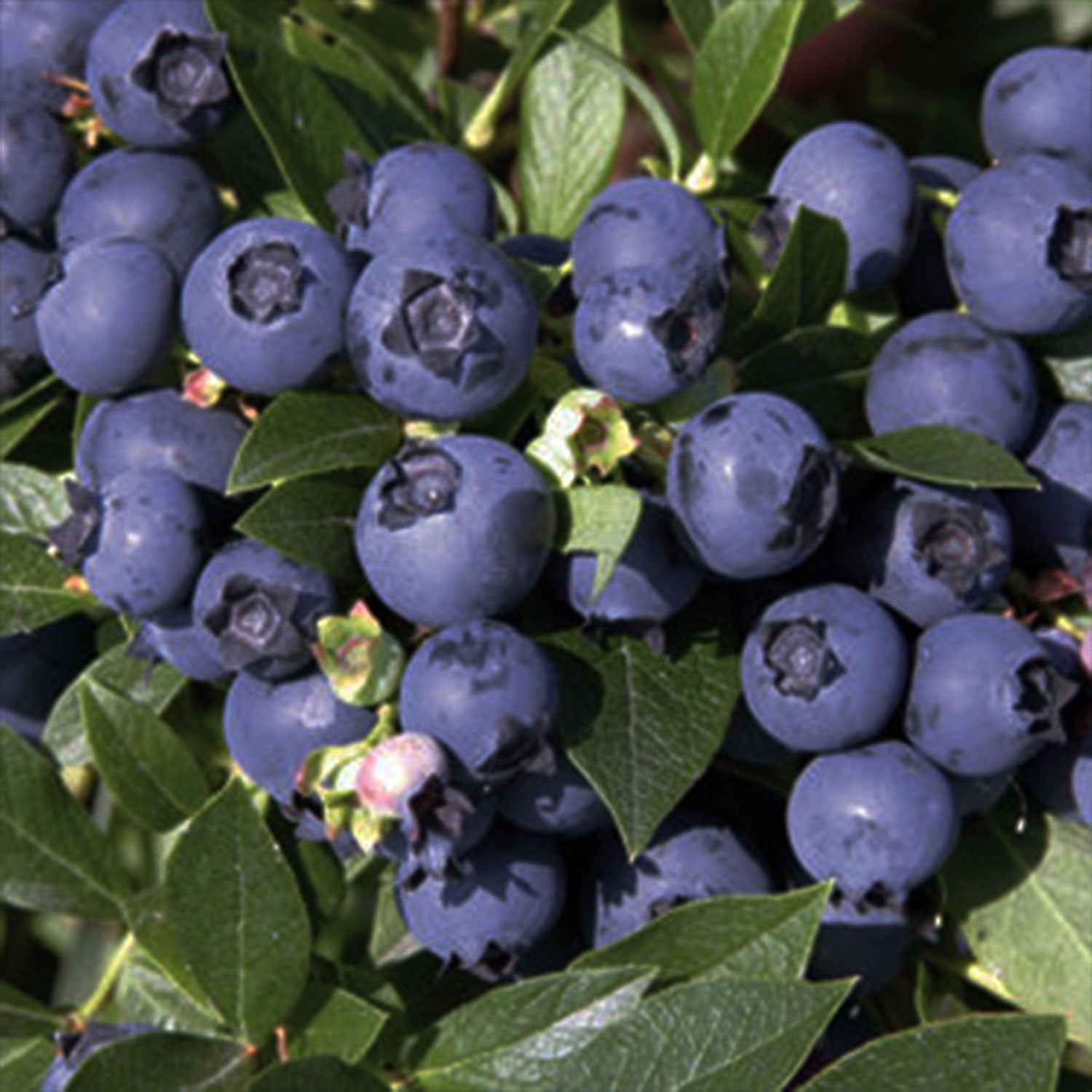 North Country Blueberry