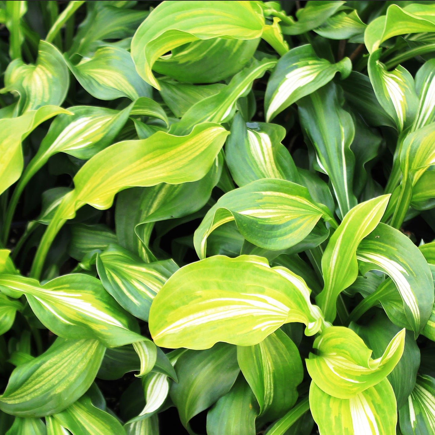 Mediovariegata Plantain Lily
