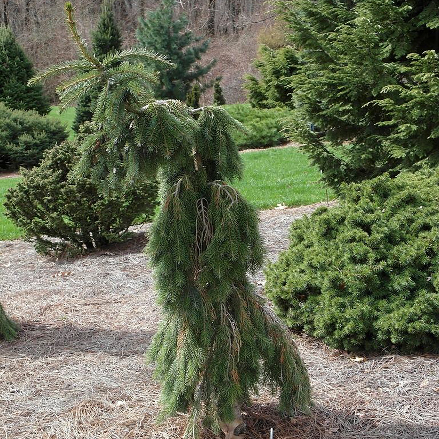 Weeping Serbian Spruce