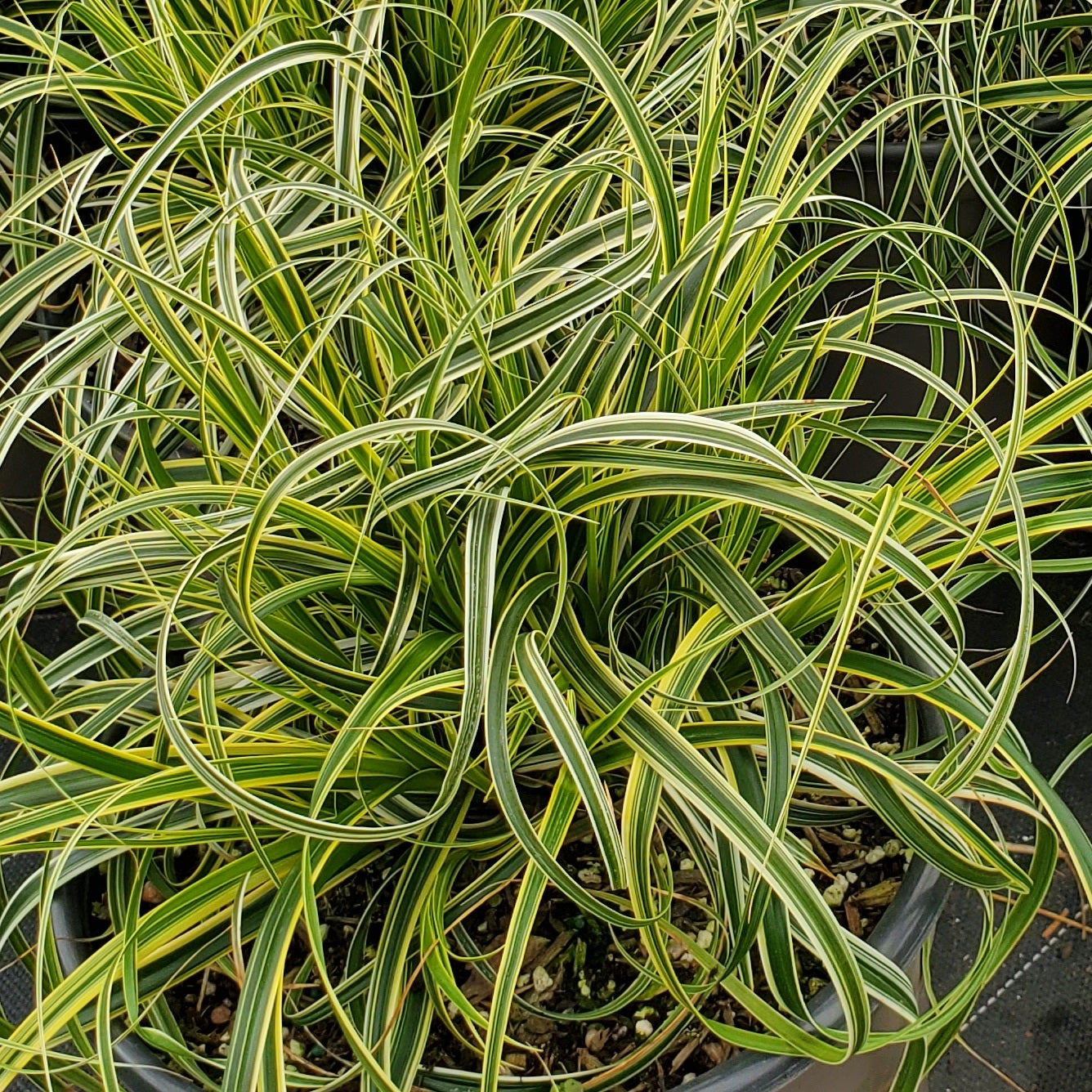 Feather Falls™ Sedge