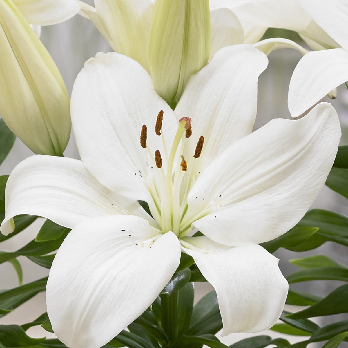 Gwen Asiatic Lily