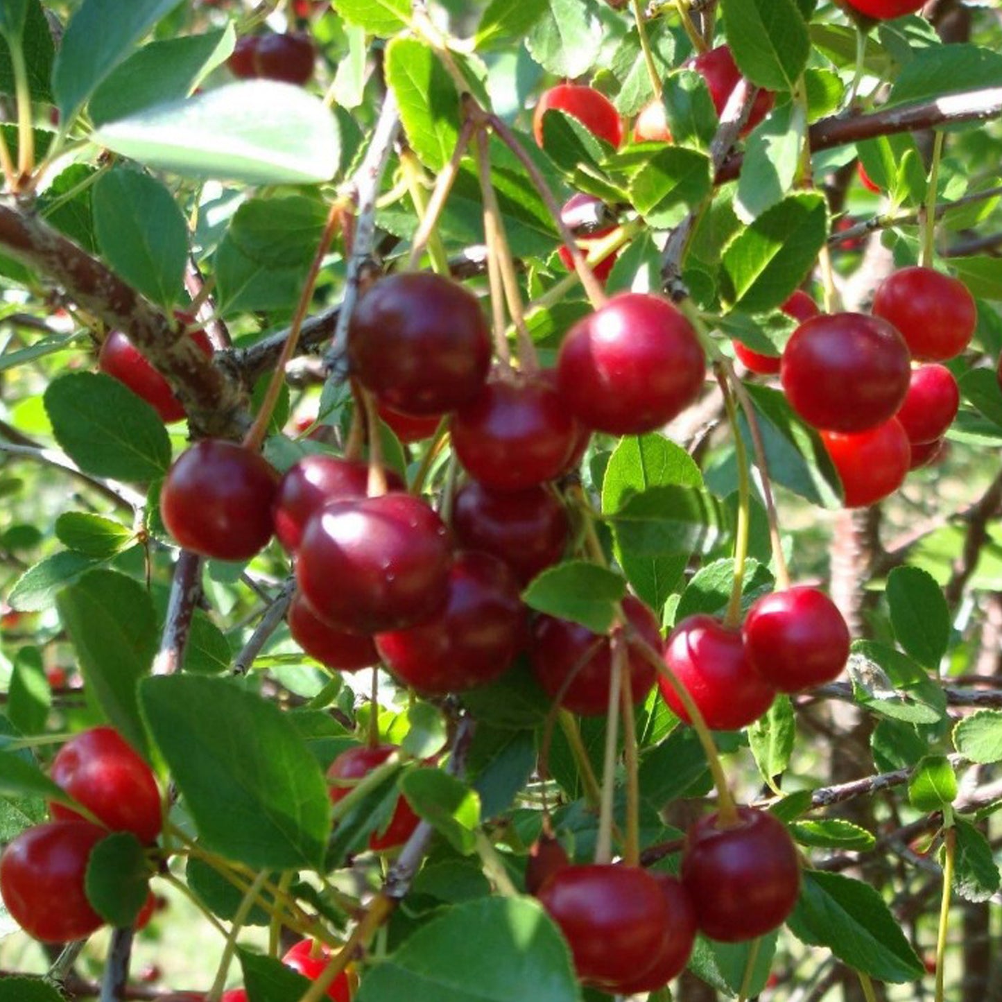 Carmine Jewel Dwarf Cherry