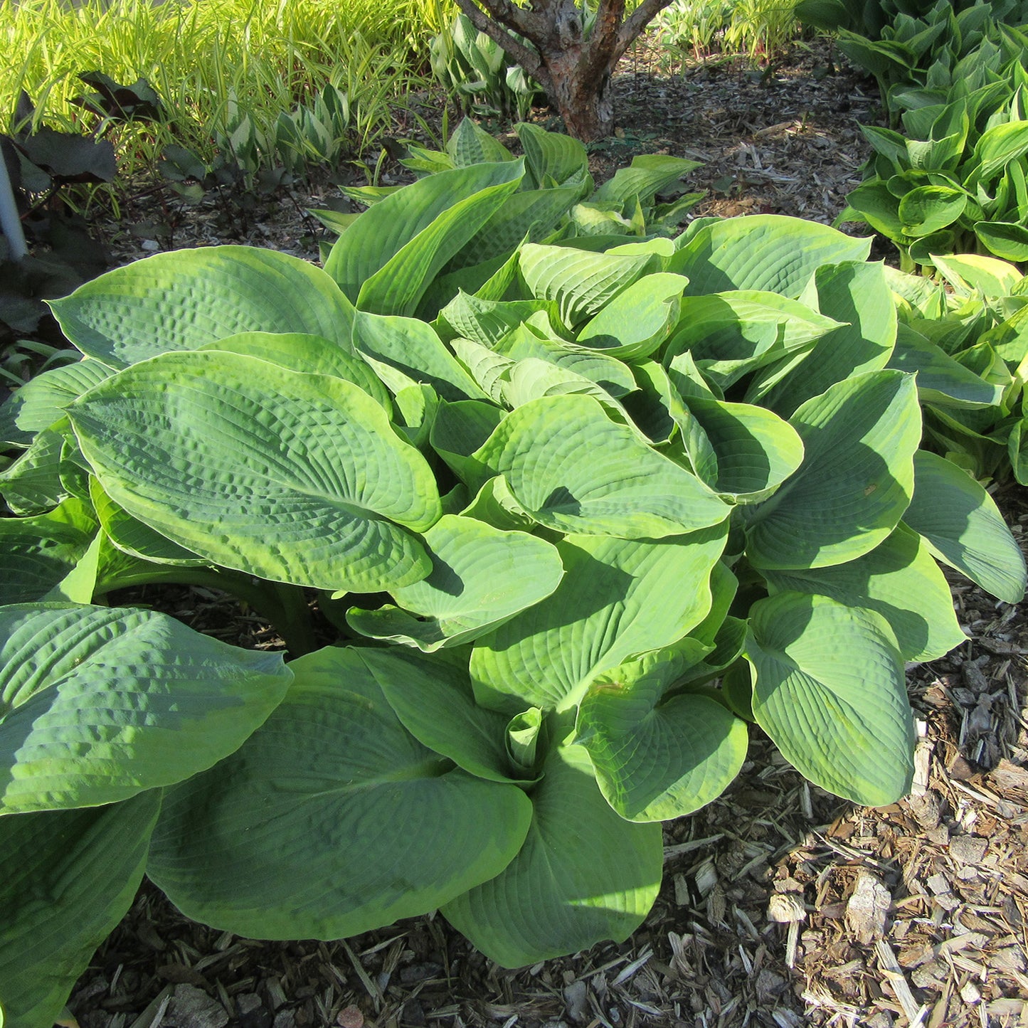 Big Daddy Plantain Lily