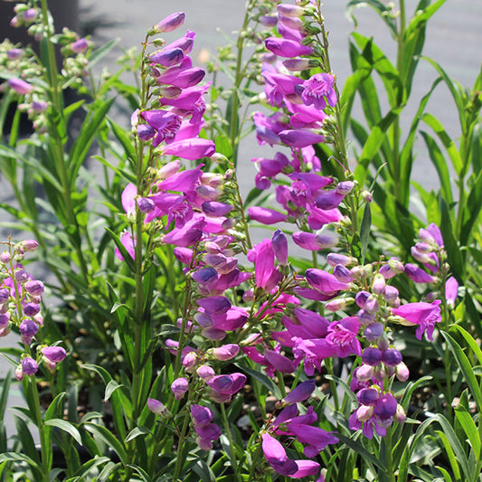 Prairie Dusk Penstemon