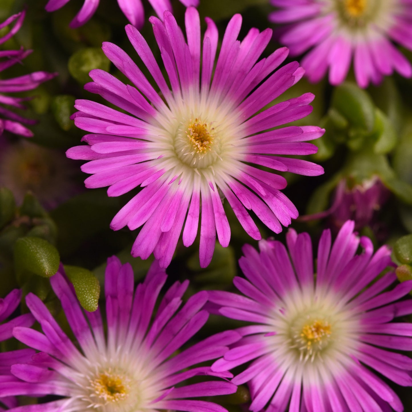 Violet Flare Ice Plant