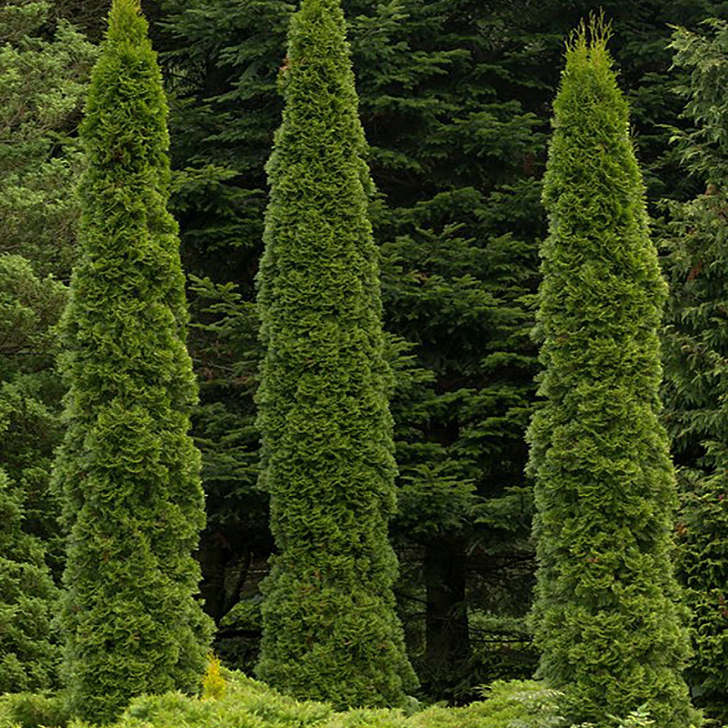 Skywalker Cedar