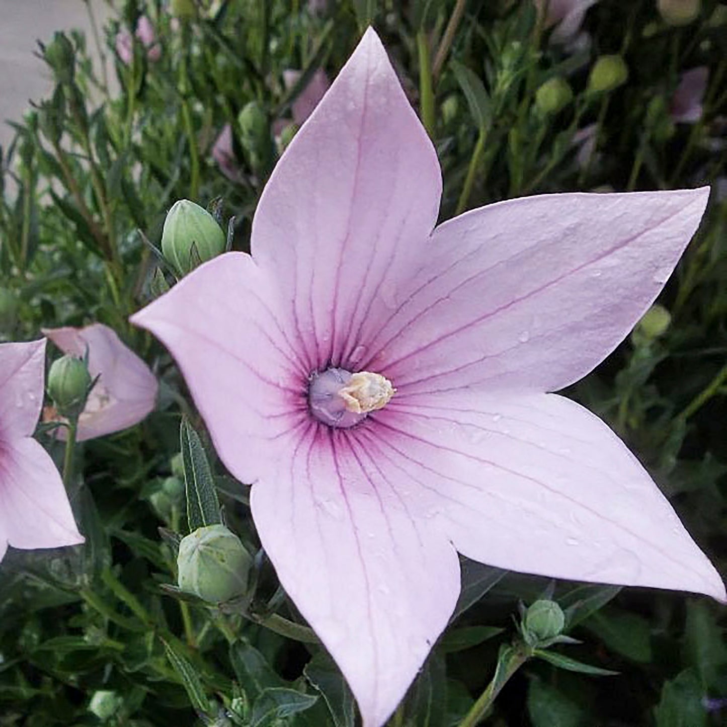 Astra Pink Balloon Flower